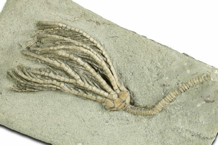 Fossil Crinoid (Pachylocrinus) - Crawfordsville, Indiana #344769